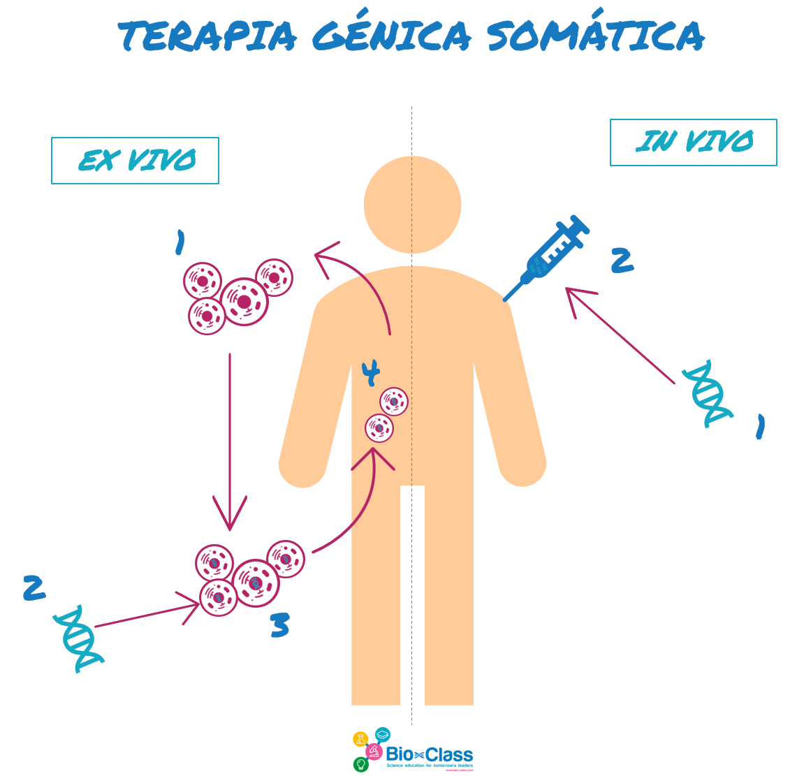 Que Relacao Existe Entre A Terapia Genica E Os Virus